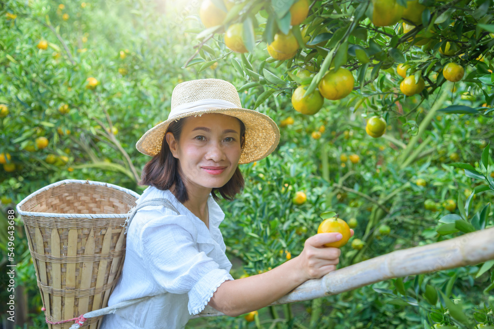 Young beautiful asian woman picks a fresh orange from a green tree in sunny day. Happy farmer smiling in the garden. Agriculture harvesting and plantation concept.