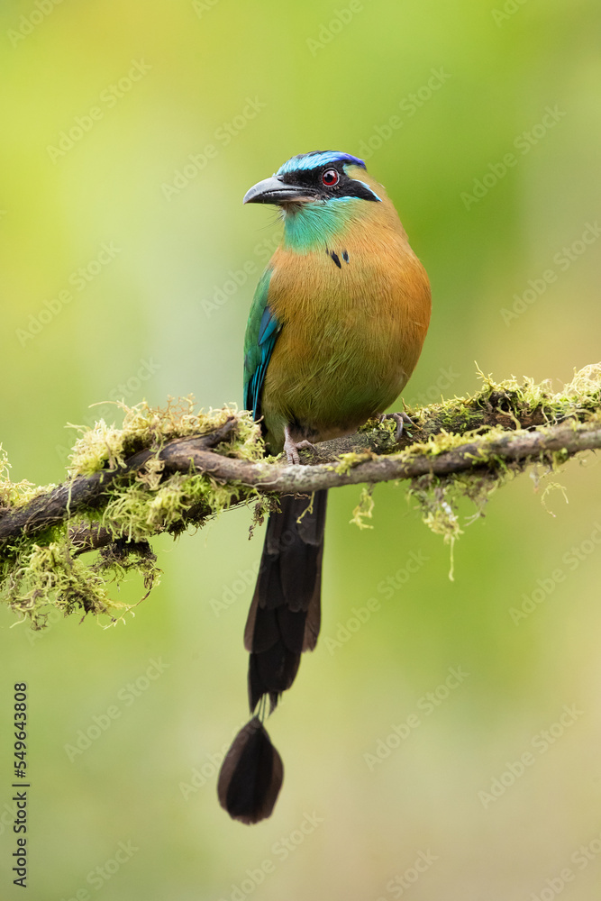 Fototapeta premium Lesson's motmot (Momotus lessonii) or the blue-diademed motmot, is a colorful near-passerine bird found in forests and woodlands of southern Mexico to western Panama.