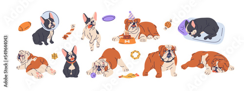 French and English bulldogs breeds set. Cute doggies eating from bowl, sleeping on pet bed, playing with toys. Canine activities. Funny puppies. Flat vector illustrations isolated on white background
