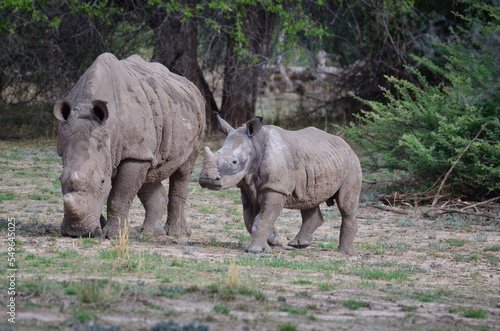 White Rhino in savannah Namibia Africa Breitmaul Nashorn