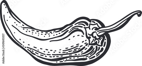 Pepper chilli hand drawn set Vector sketch Paprika