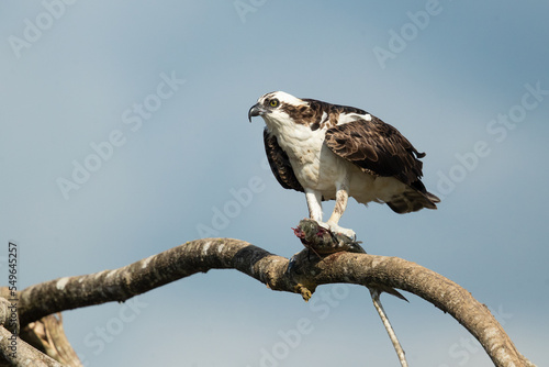 Osprey (Pandion haliaetus), also called sea hawk, river hawk, and fish hawk, is a diurnal, fish-eating bird of prey with a cosmopolitan range.