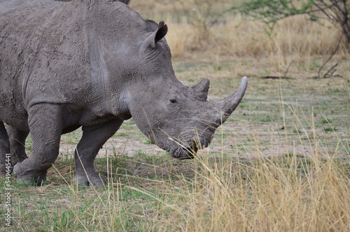 White Rhino in savannah Namibia Africa Breitmaul Nashorn