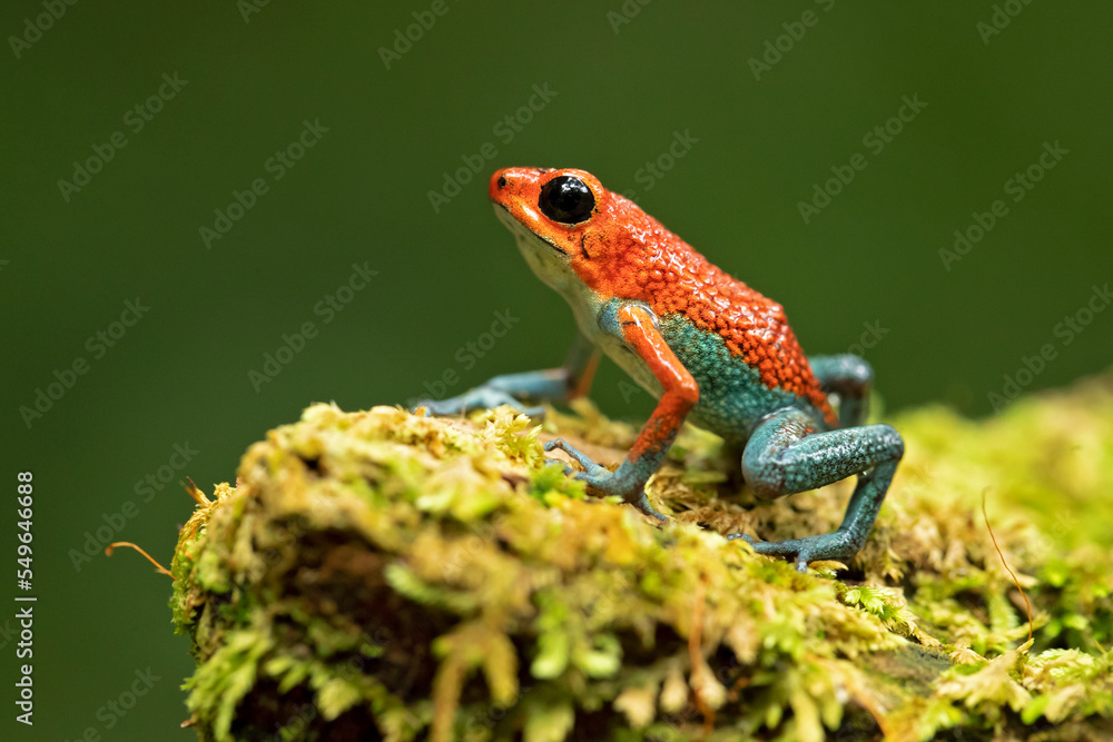 Fototapeta premium Granular poison frog or granular poison arrow frog (Oophaga granulifera) is a species of frog in the family Dendrobatidae, found in Costa Rica and Panama