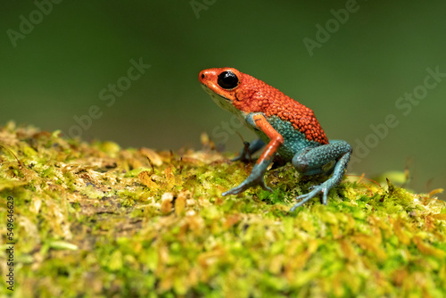 Granular poison frog or granular poison arrow frog (Oophaga granulifera) is a species of frog in the family Dendrobatidae, found in Costa Rica and Panama