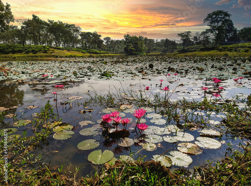 Canvas Print Lake of Lotus flower on the tea plantation background at Sreemangal tea garden, Bangladesh