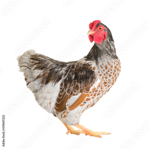 Pygmy cockerel breed Wyandot, isolated on white