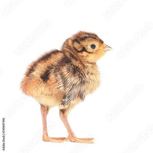 The three-day hunting pheasant chick, isolated
