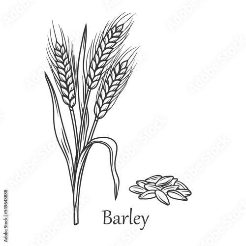 Barley cereal crop outline icon vector illustration. Line hand drawn growing grain farm harvest on rural agriculture field, ripe organic ears of plant with grass stem, leaf and seeds and Barley text