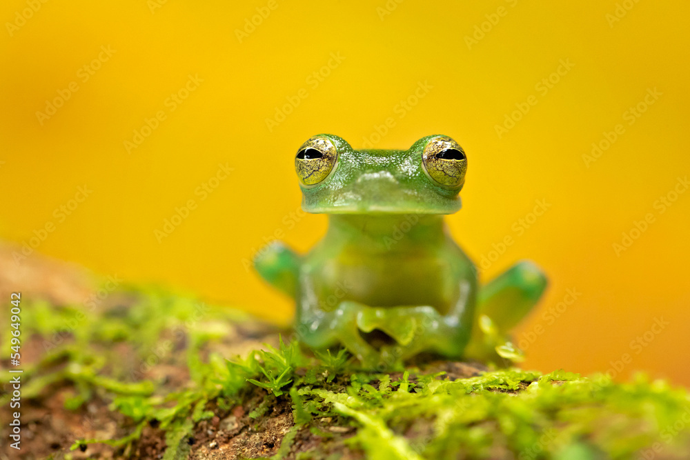 Centrolene prosoblepon is a species of frog in the family Centrolenidae