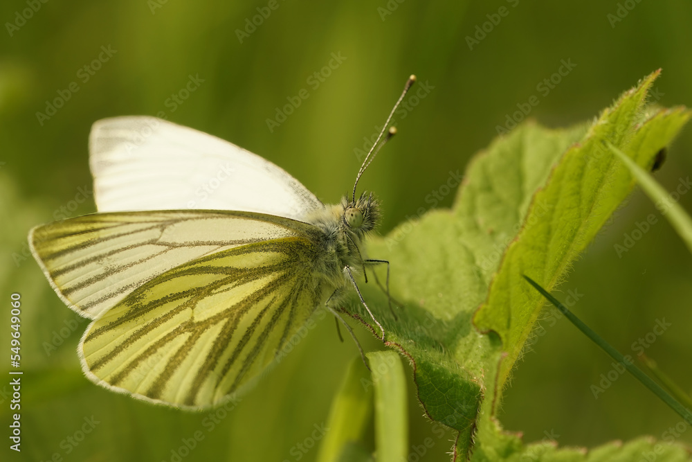 Closeup on a Green-veined White butterfly, Pieris napi with open wings, sitting on a green leaf Closeup on a Green-veined White butterfly, Pieris napi with open wings, sitting on a green leaf