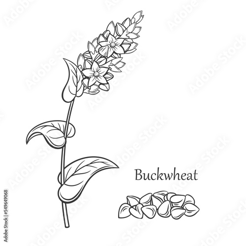 Buckwheat cereal crop outline icon vector illustration. Line hand drawing sketch of grain agricultural plant with flowers, leaf and seeds on stalk, organic kernel, farm product and Buckwheat text