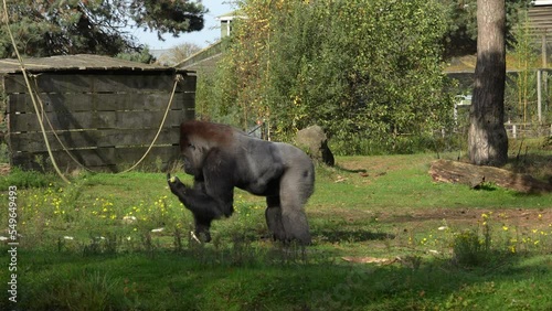 Gorilla Picking Up Food Thrown On The Ground At Safaripark Beekse Bergen In The Netherlands. wide photo