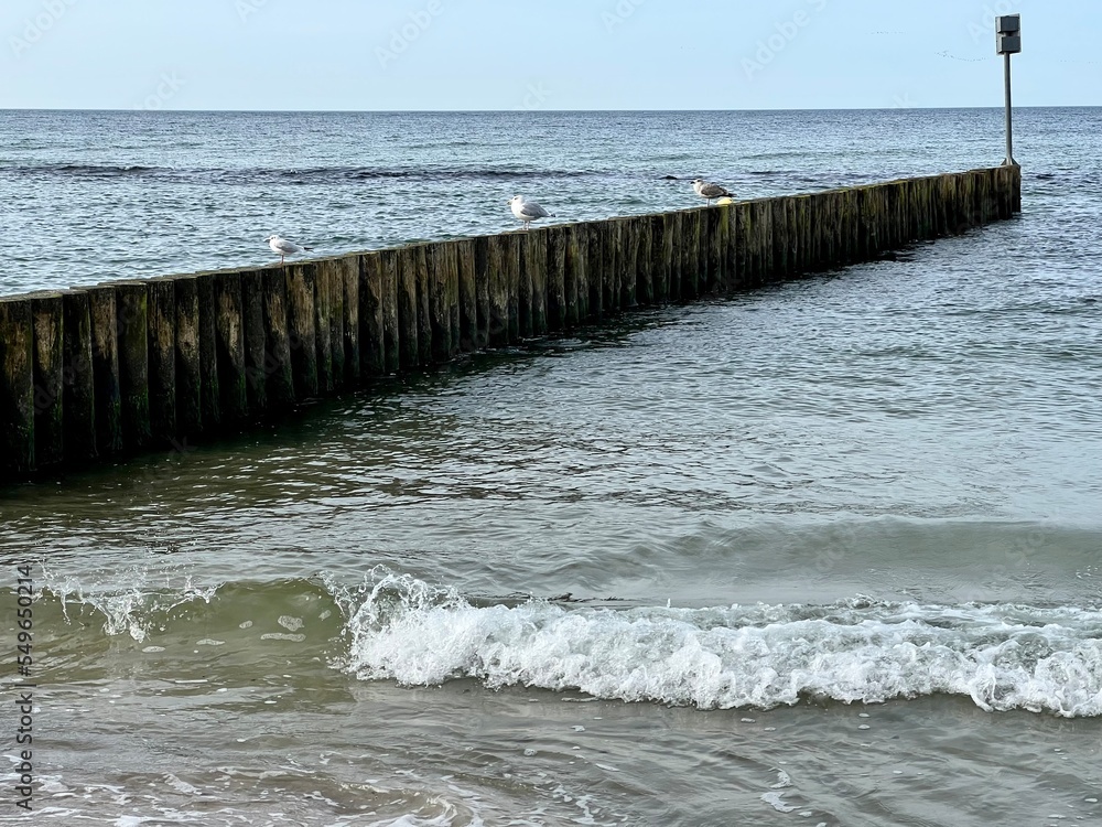 A wooden breakwater on the Baltic Sea protecting the shore from waves and birds sitting on them