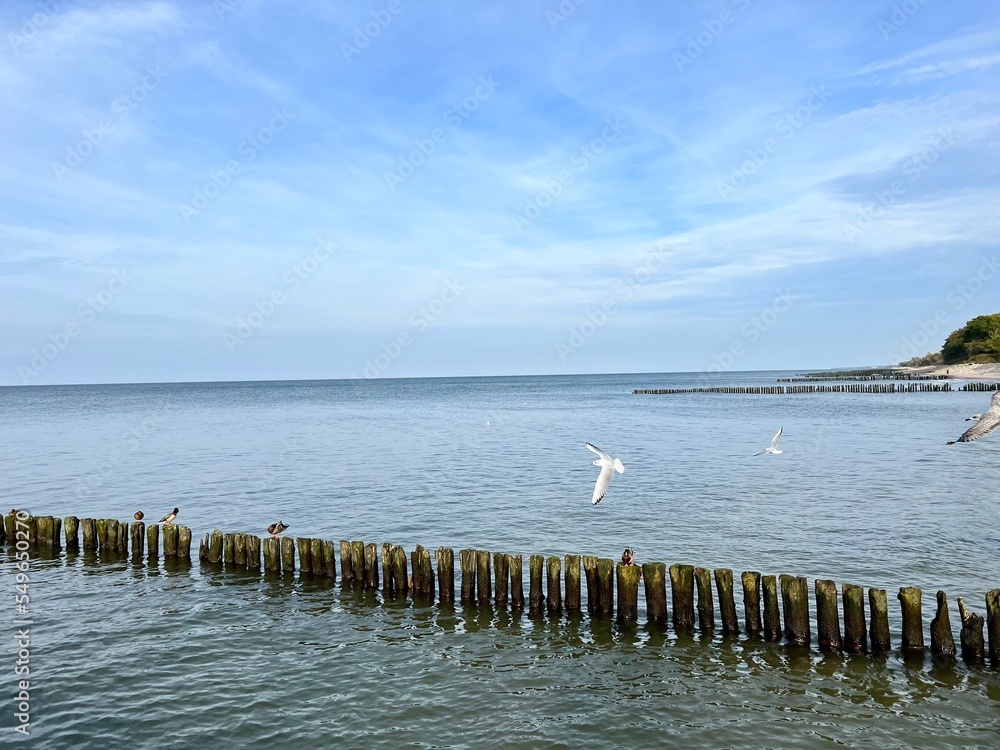 A wooden breakwater on the Baltic Sea protecting the shore from waves and birds sitting on them
