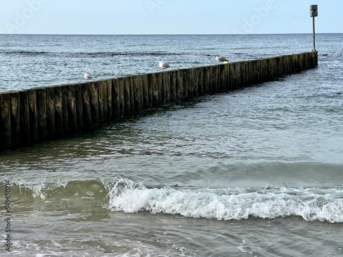 A wooden breakwater on the Baltic Sea protecting the shore from waves and birds sitting on them