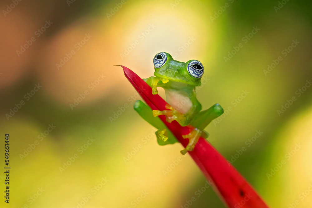 Sachatamia ilex is a species of frog in the family Centrolenidae