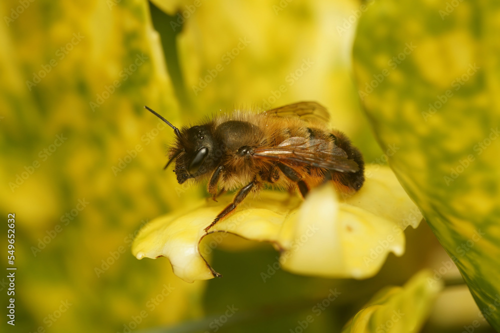 Closeup on a female European red mason bee, Osmia rufa, sitting on a green leaf Closeup on a female European red mason bee, Osmia rufa, sitting on a green leaf