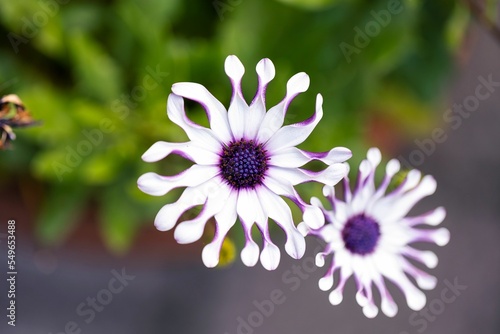 Closeup of the pretty shrubby daisybush flowers photo