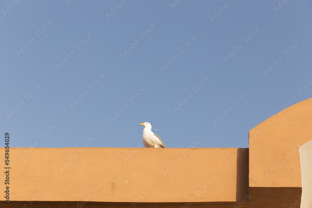 A seagull on the roof of Moroccan building A seagull on the roof of Moroccan building