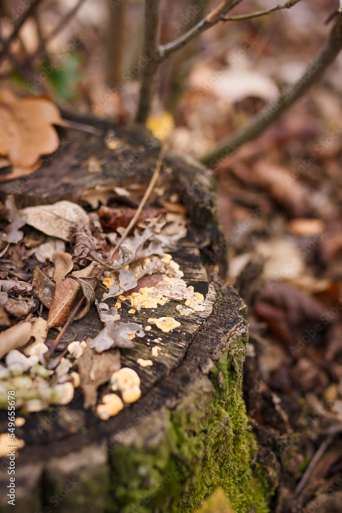 Soft focused vertical close up shot of tree stump with burl, burr, bur, parasite mushrooms Soft focused vertical close up shot of tree stump with burl, burr, bur, parasite mushrooms