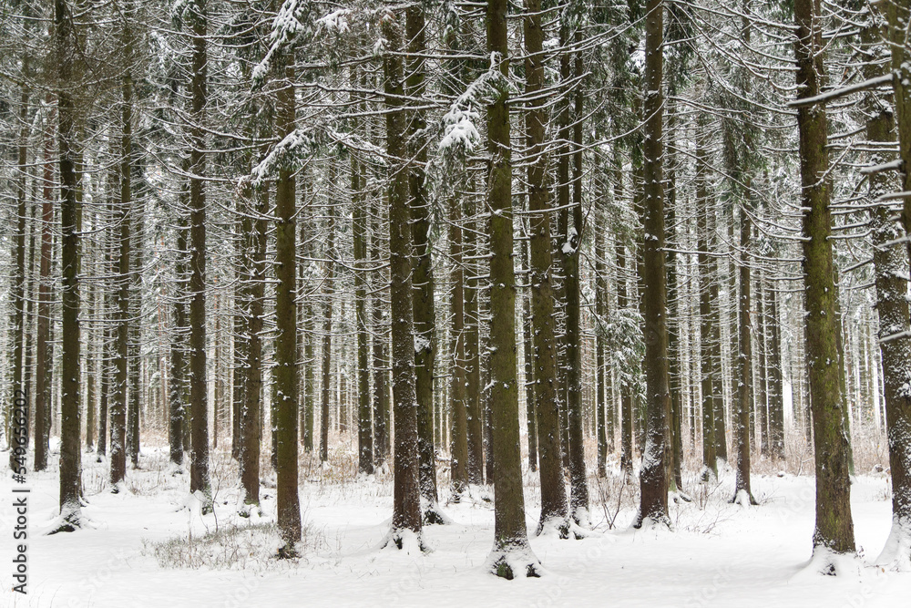 Forest after a snowfall. winter