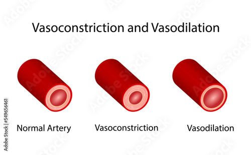 Arterial vasoconstriction and vasodilation. Cross section of arteries. Comparison of normal, constricted, and dilated blood vessels. Scientific Diagram. Vector illustration.