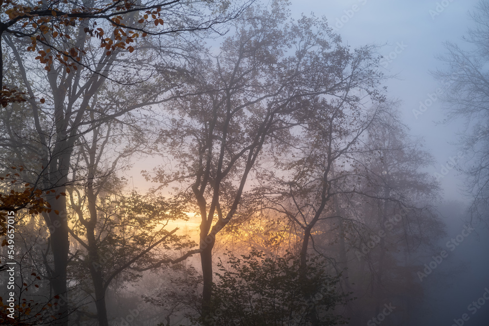 bäume im nebel mit sonnenstrahlen im hintergrund