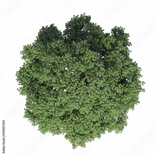 tree top view  isolated on white background  3D illustration  cg render
