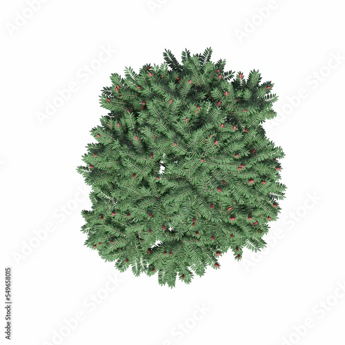 tree top view  isolated on white background  3D illustration  cg render
