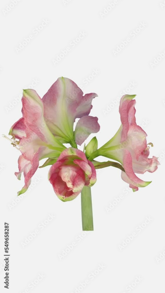Time lapse of opening Rozetta amaryllis Christmas flower isolated on white background, vertical orientation Time lapse of opening Rozetta amaryllis Christmas flower isolated on white background, vertical orientation
