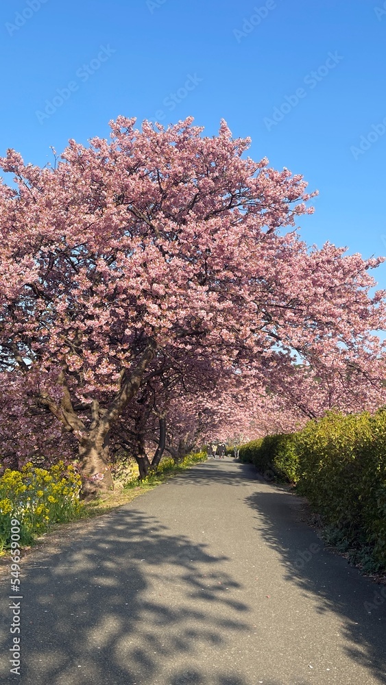 Naklejka premium 桜と菜の花