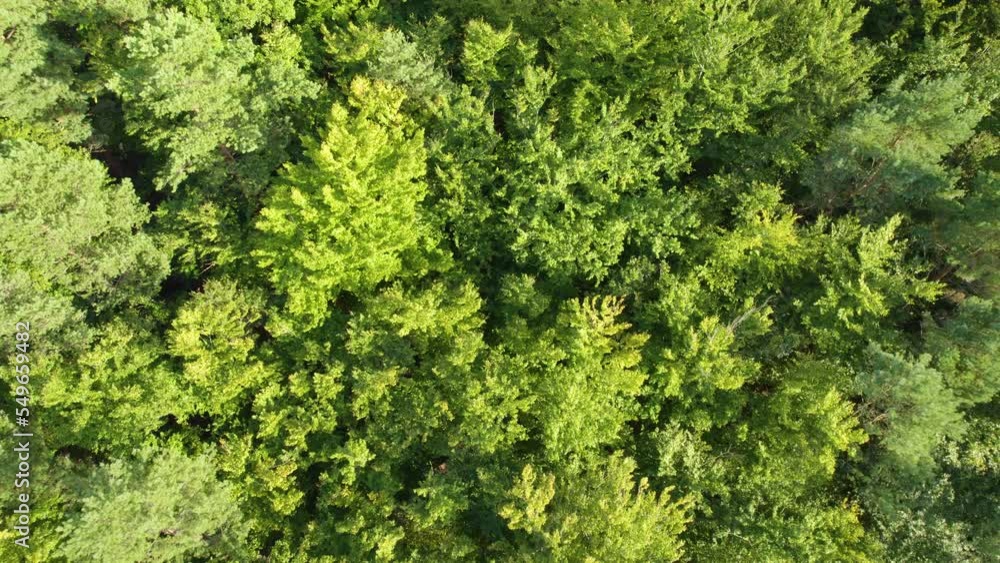 Green coniferous tree tops, aerial downwards view Green coniferous tree tops, aerial downwards view