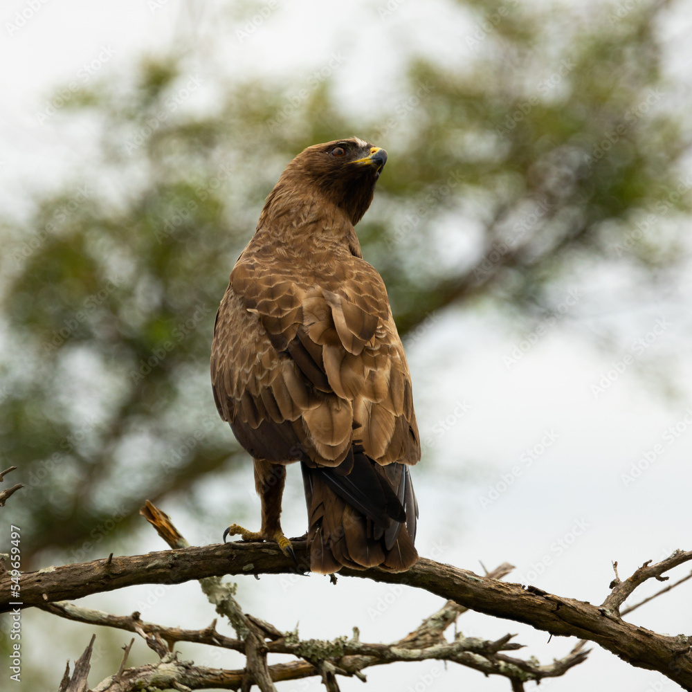 a closeup of a tawny eagle a closeup of a tawny eagle