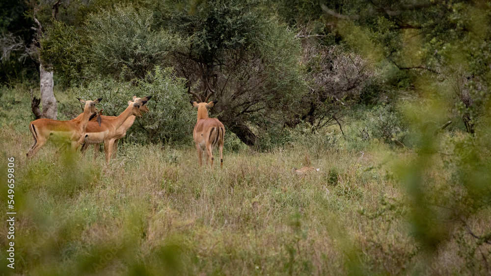 Impala on high alert as a phyton feeds on a new born lamb