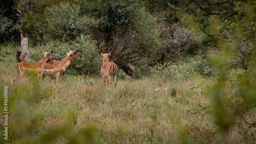 Impala on high alert as a phyton feeds on a new born lamb © Jurgens