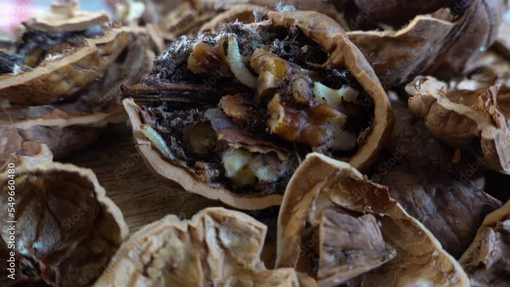 Closeup of worms eating rotten walnut. Broken nutshell with worm larvae crawling inside. Closeup of worms eating rotten walnut. Broken nutshell with worm larvae crawling inside.