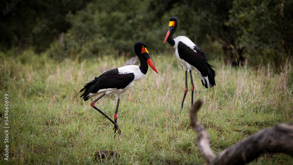 a pair of saddle billed storks