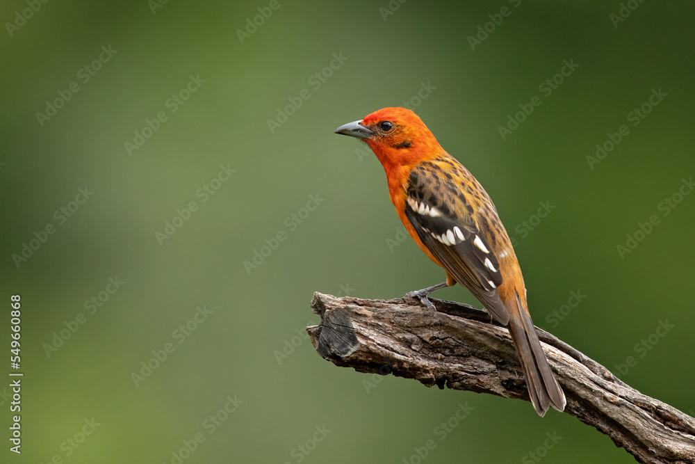 Fototapeta premium Flame-colored tanager (Piranga bidentata), formerly known as the stripe-backed tanager, is a medium-sized American songbird in the family Cardinalidae, the cardinals or cardinal grosbeaks.