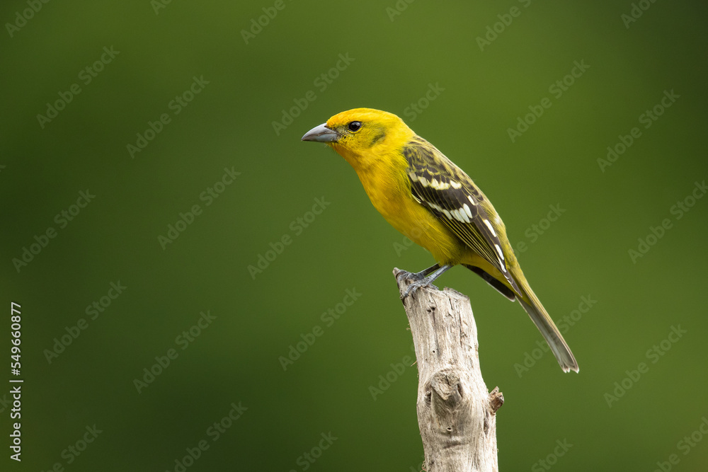 Fototapeta premium Flame-colored tanager (Piranga bidentata), formerly known as the stripe-backed tanager, is a medium-sized American songbird in the family Cardinalidae, the cardinals or cardinal grosbeaks.