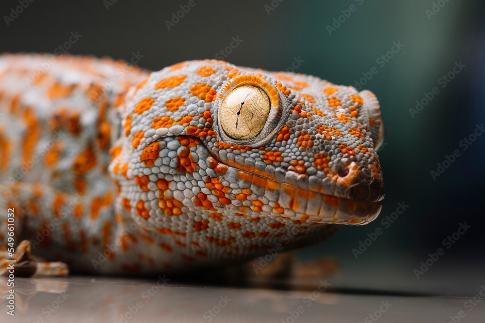 Close-up of spotted Tokay gecko on table Close-up of spotted Tokay gecko on table