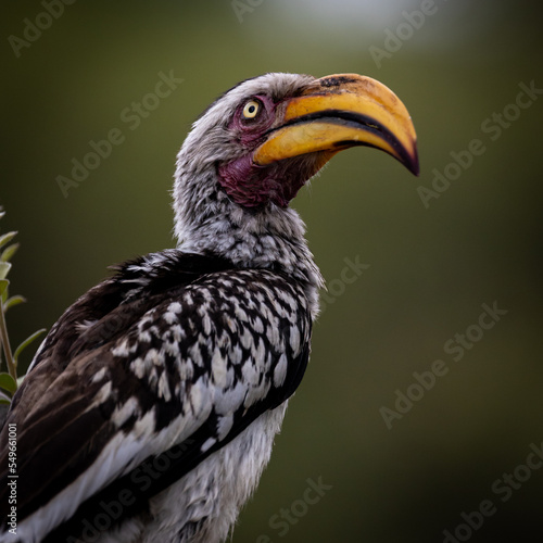 a Yellow billed hornbill closeup