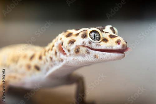 Close-up of spotted leopard gecko