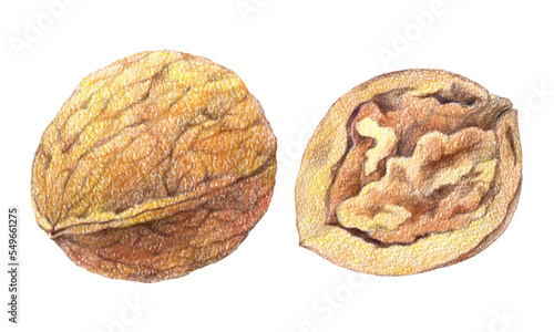 A whole walnut and its half. Hand drawn illustration with watercolor pencils
