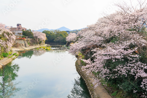 嬉野温泉街の桜「塩田川付近」 © yoshitani