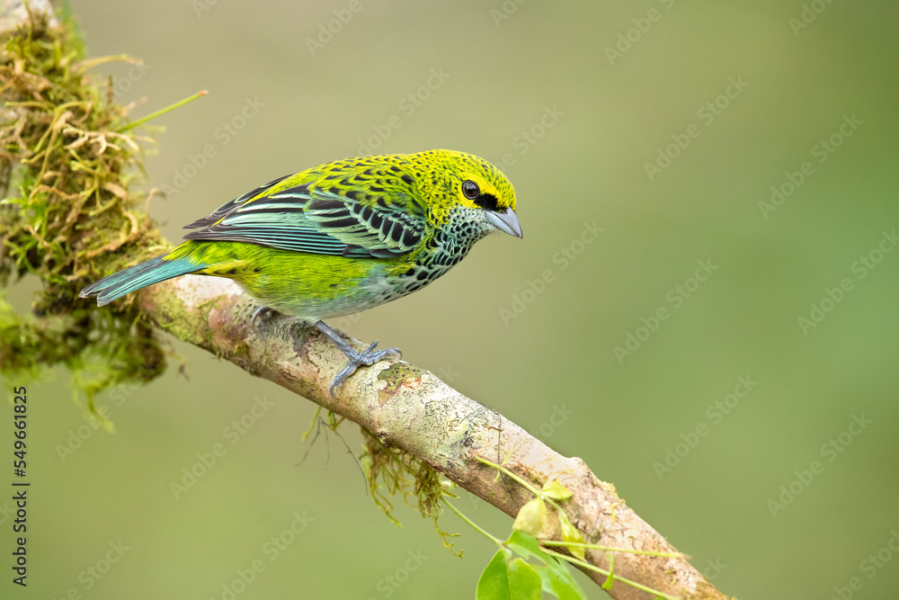 Obraz premium Speckled tanager (Ixothraupis guttata) is a medium-sized passerine bird. It is a resident breeder in Costa Rica, Panama, Trinidad, Venezuela, Colombia, Guyana, Suriname