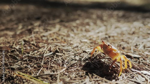 A land crab walks through a forest on a sunny day in southern Turkey. High quality 4k footage photo