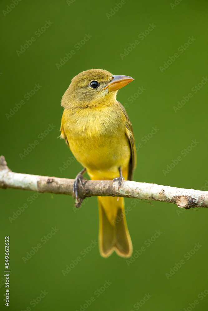 Summer tanager (Piranga rubra) is a medium-sized American songbird. Formerly placed in the tanager family (Thraupidae), it and other members of its genus are now classified in the cardinal family
