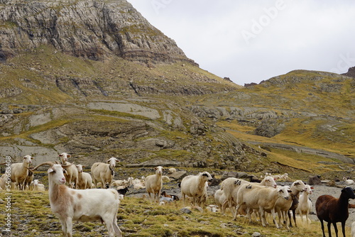 Herd of sheep and cows grazing freely in the Aragonese Pyrenees