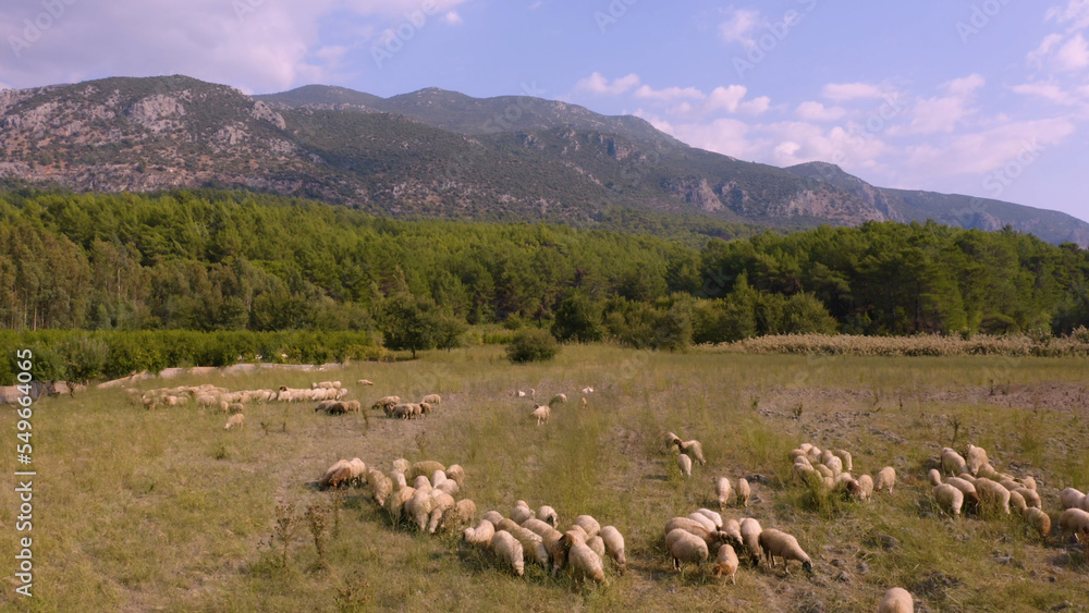 Fototapeta premium Herd of sheeps on mountains pasture. Aerial panoramic view from drone. Agriculture industry.